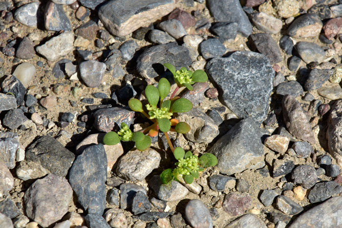 Gilmania luteola, Goldencarpet